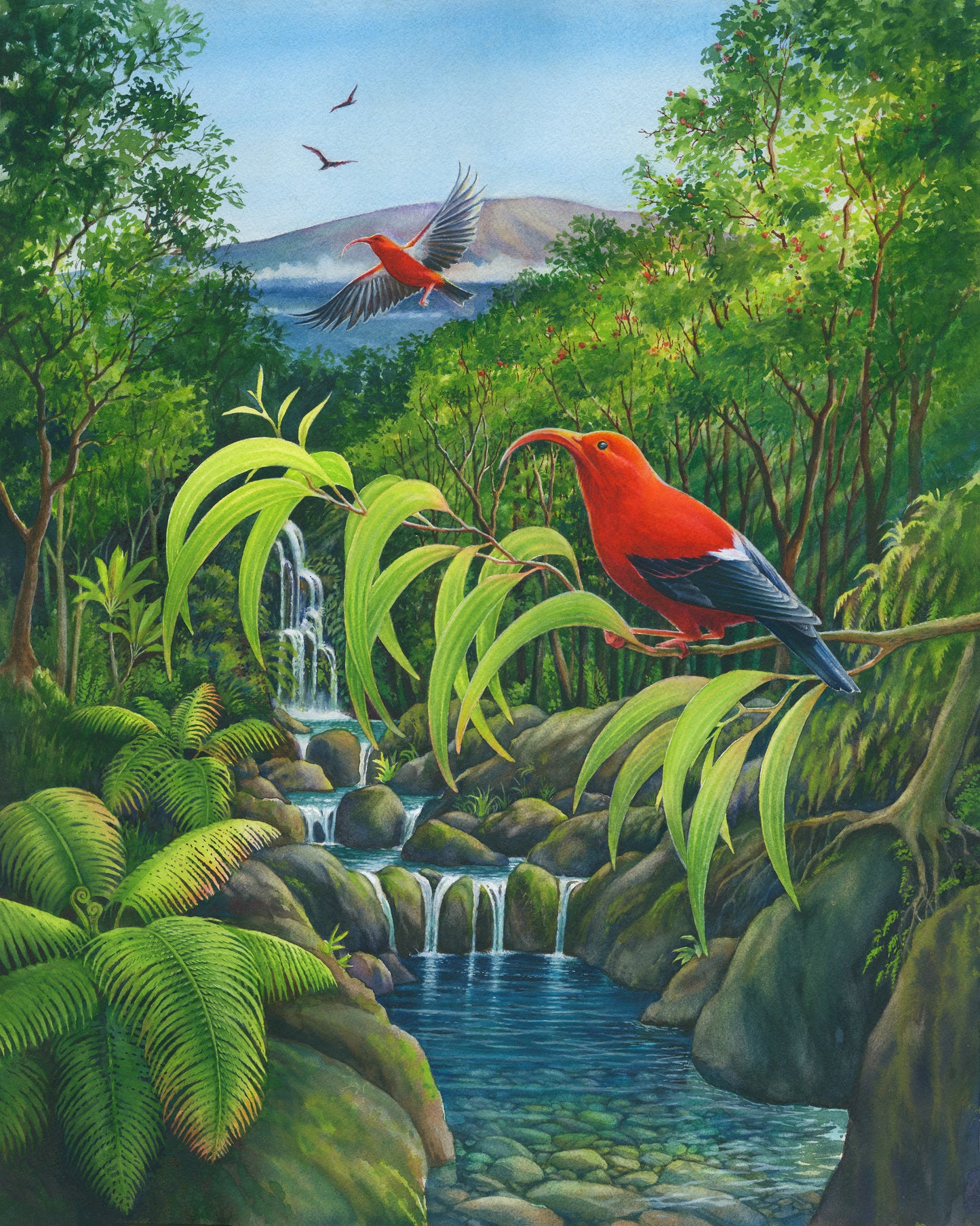 "Home of the Wild I'iwi" Giclee Print